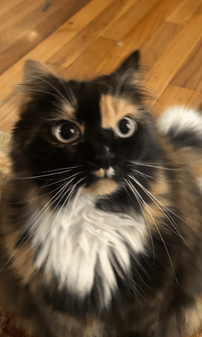 Original pet photo